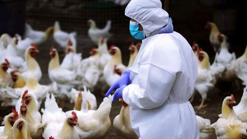 Bird Flu