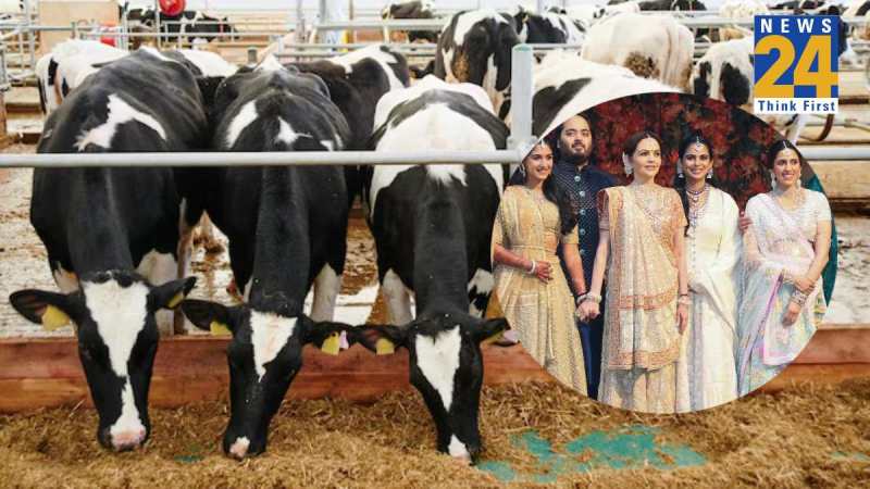 holstein friesian cow milk