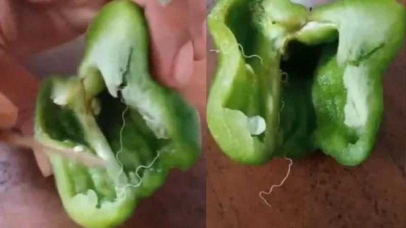 worm in capsicum