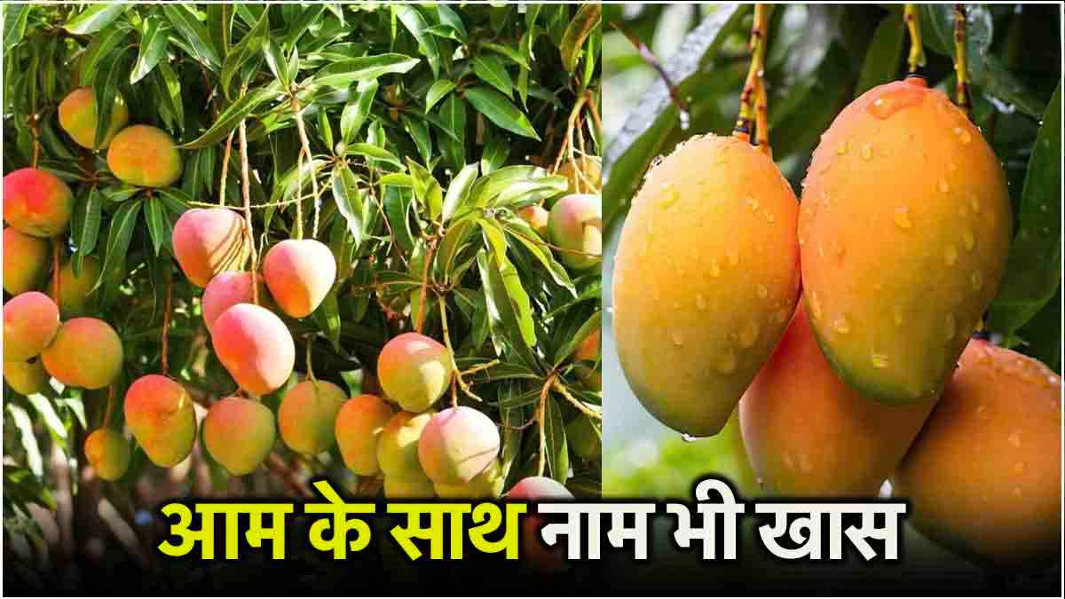मलेशिया से आया था अल्फांसो आम, दिलचस्प है नाम के पीछे की कहानी 