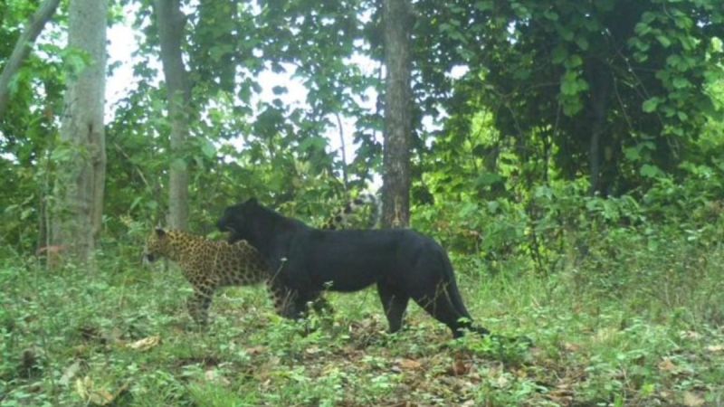Black Leopard