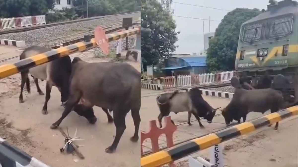 दो सांडों ने रोक दी यात्रियों से भरी ट्रेन, सोशल मीडिया पर वायरल हुआ वीडियो