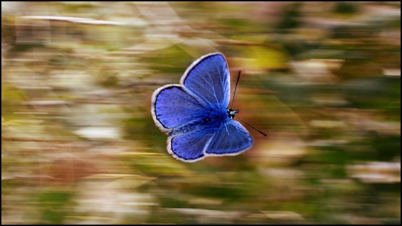 Butterfly