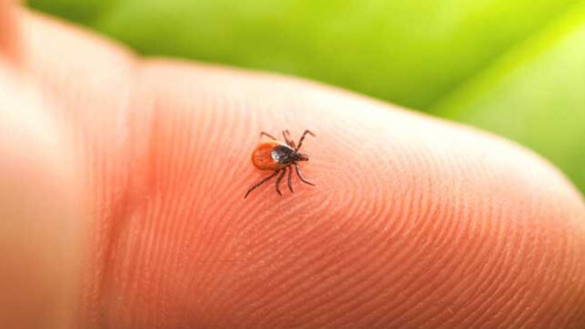 Bleeding Eyes Disease, Tick Bite, Crimean-Congo Hemorrhagic Fever