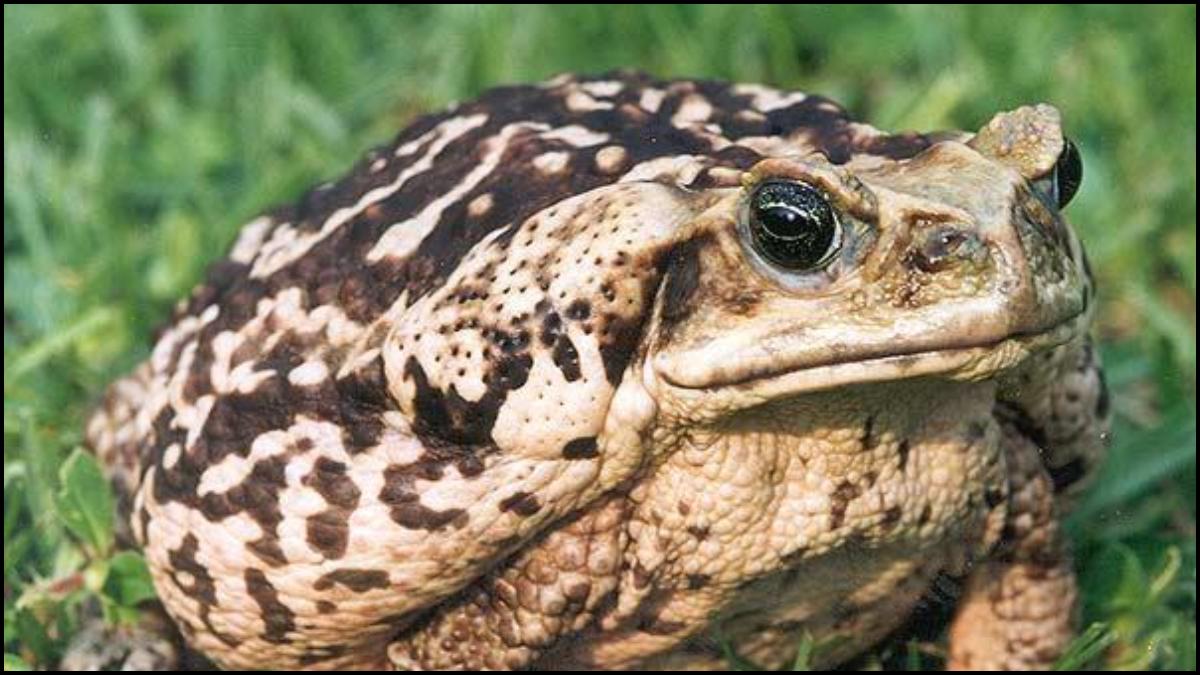 Cane Toad