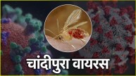 Chandipura Virus
