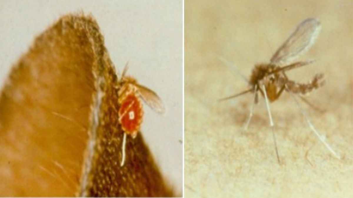 चांदीपुरा वायरस का पहला केस महाराष्ट्र के चांदीपुरा में मिला था। इसी जगह के नाम पर इस वायरस का नाम चांदीपुरा पड़ा। फोटोः ICMR
