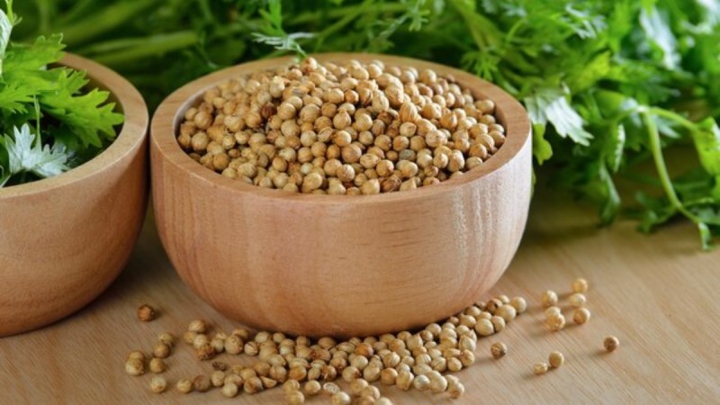 Coriander Seeds Health Benefits