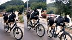 Cow Cycling Viral Video