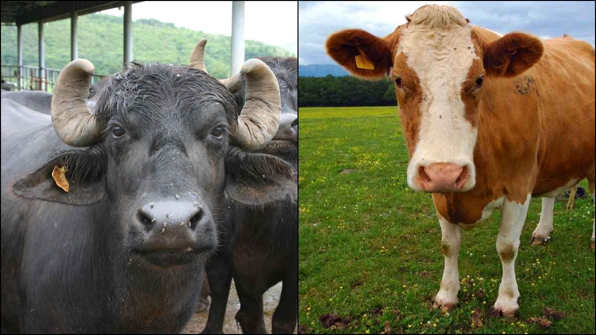Cow Vs Buffalo Milk : इम्यूनिटी बूस्ट करनी है? बरसात में गाय का दूध पिएं या भैंस का, जानें