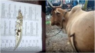 Knife Stabbed into Pregnant Cow Stomach