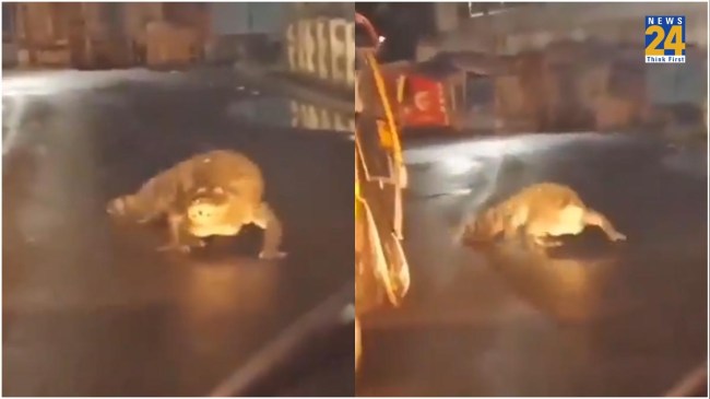 Crocodile in Maharashtra Ratnagiri