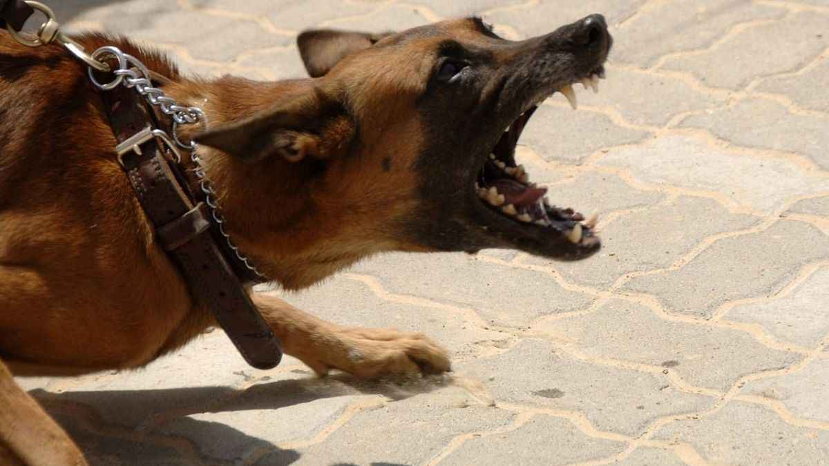 Dog Attack greno