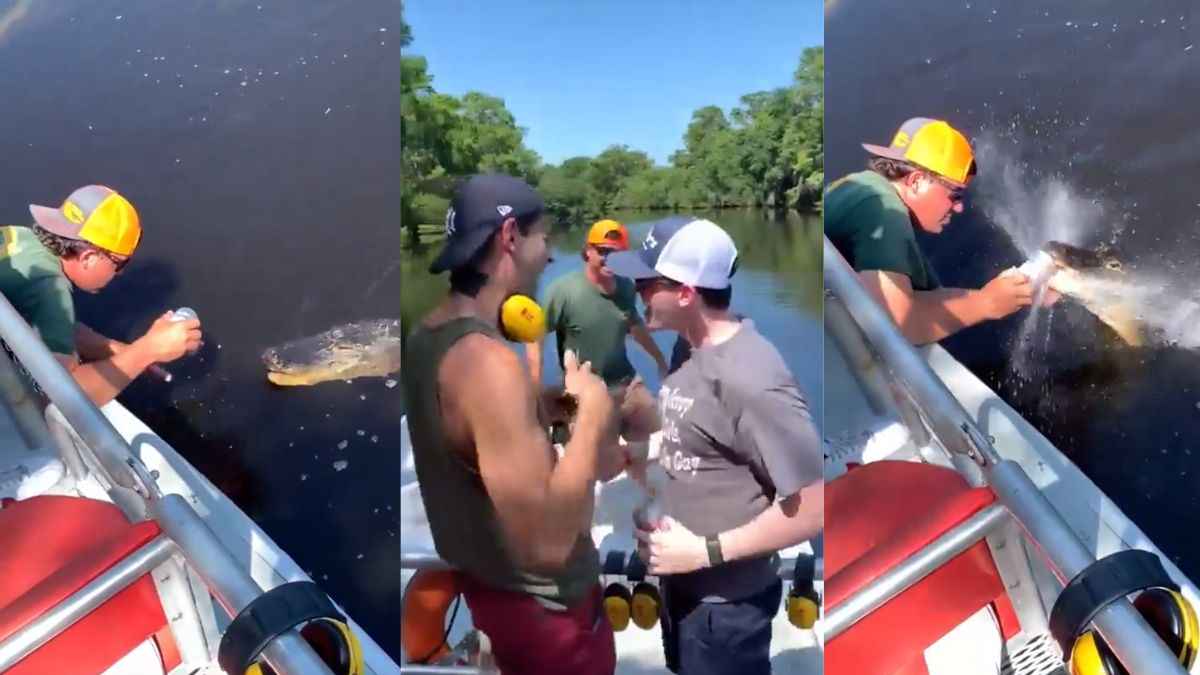 Florida man uses a gator to open a beer can.