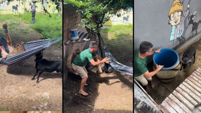 Goat Attack Viral Video