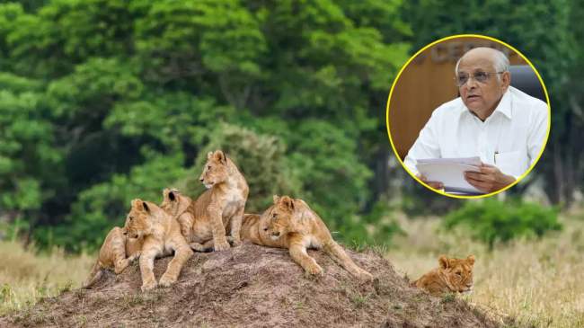 Gujarat Govt Built Judwa Safari Parks in Kutch