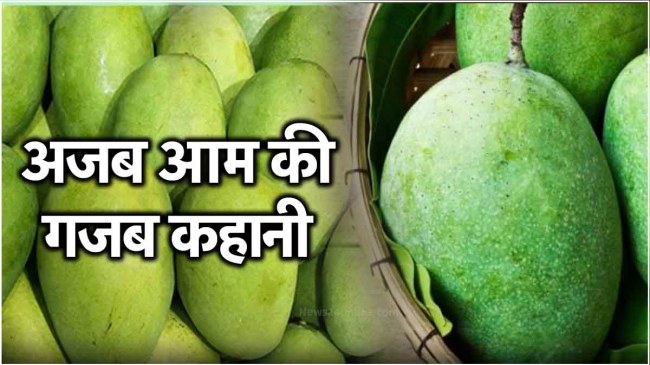 Langra Aam Langra Aam