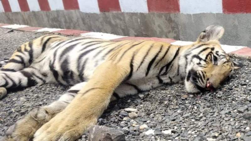 Madhya Pradesh A Cub Died in Accident