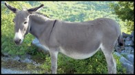 Madhya Pradesh Donkey Case