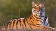 Madhya Pradesh is Now Tiger State