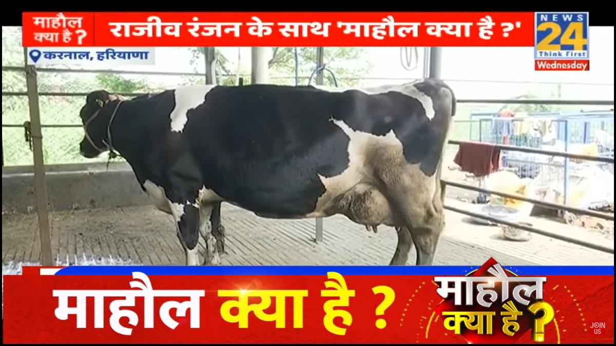 Video: 1 दिन में देती है 80 लीटर से ज्यादा दूध, मिलिए 'शकीरा' से; कीमत जान उड़ जाएंगे होश