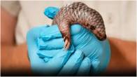 rare pangolin