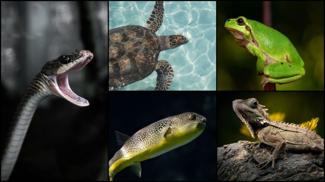 Poisonous Animals Around the World