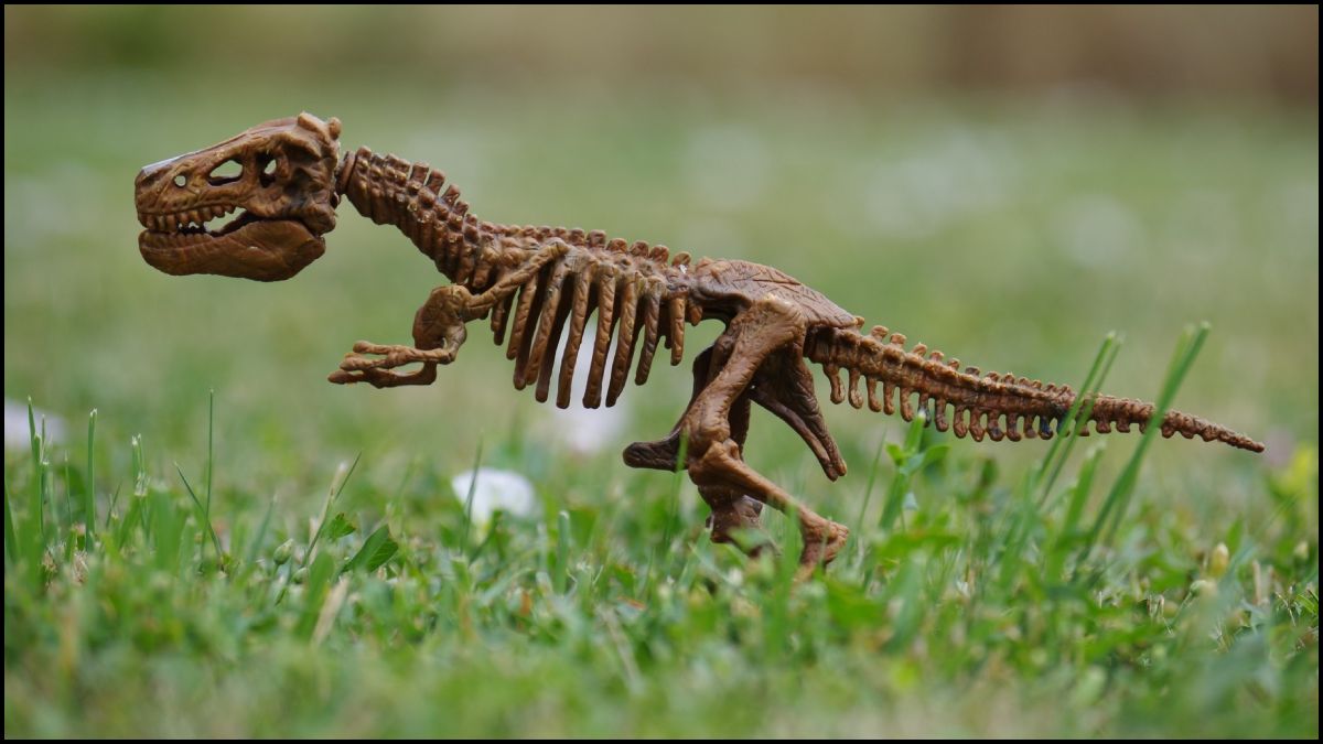 Skeleton Replica Of A Dinosaur