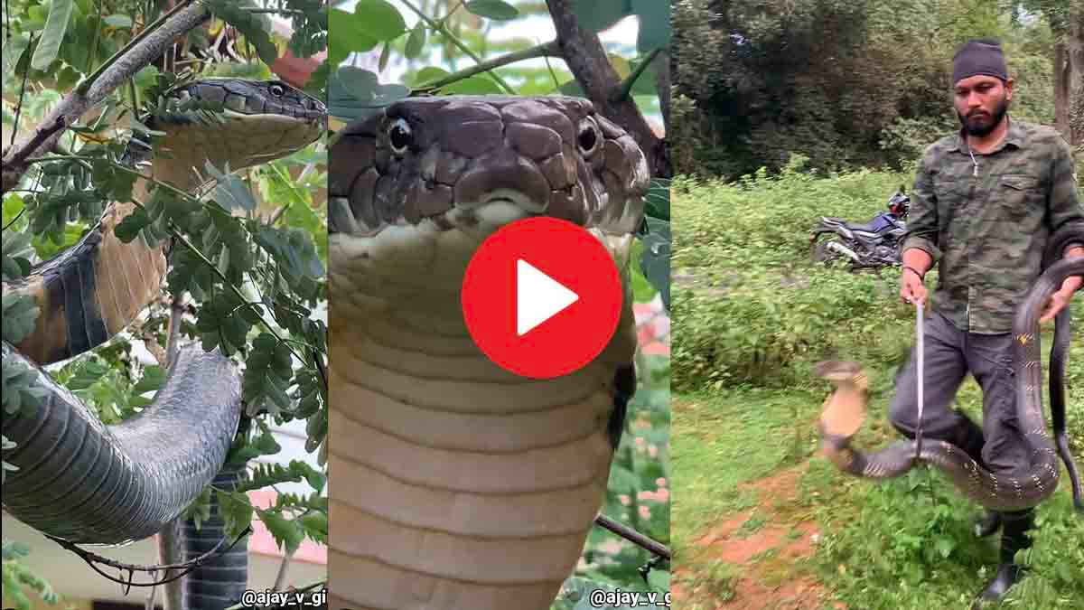 Karnataka Viral Video :12 फुट लंबे King Cobra को देख अटक गई सबकी सांसें, वन विभाग की टीम ने ऐसे किया काबू
