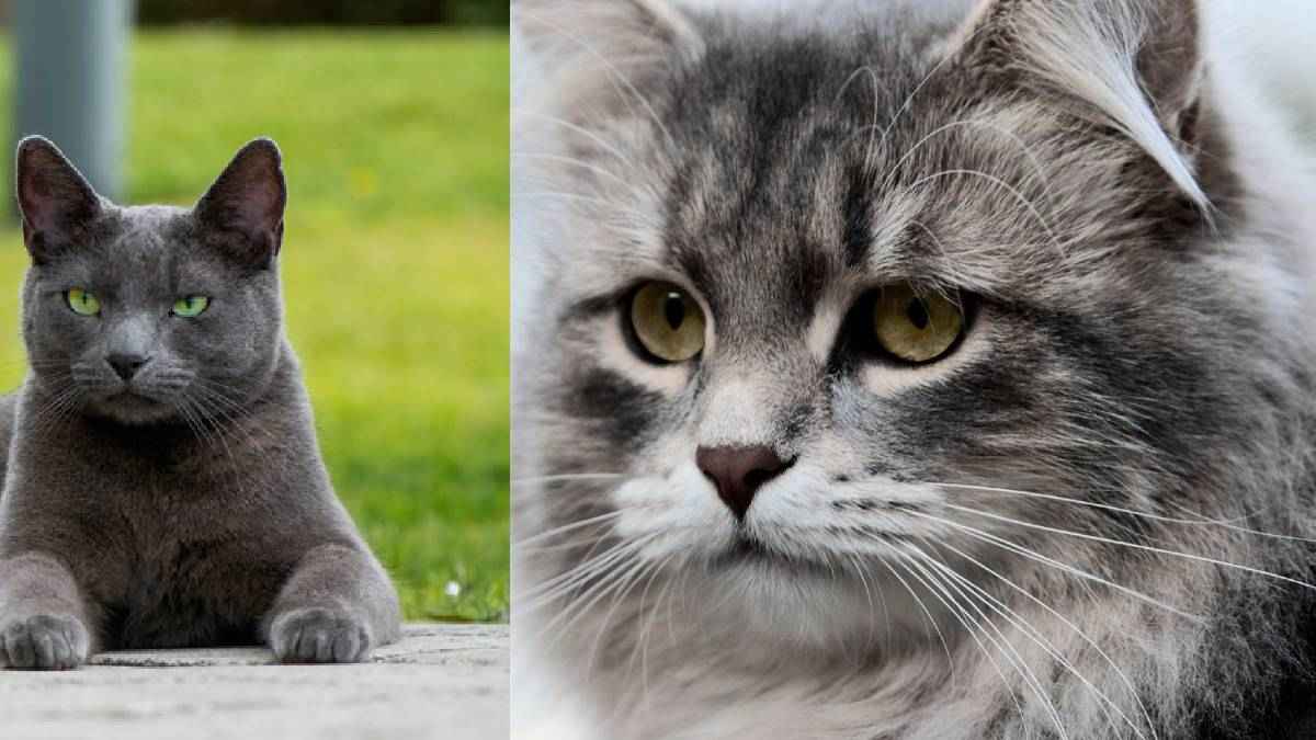 russian cats