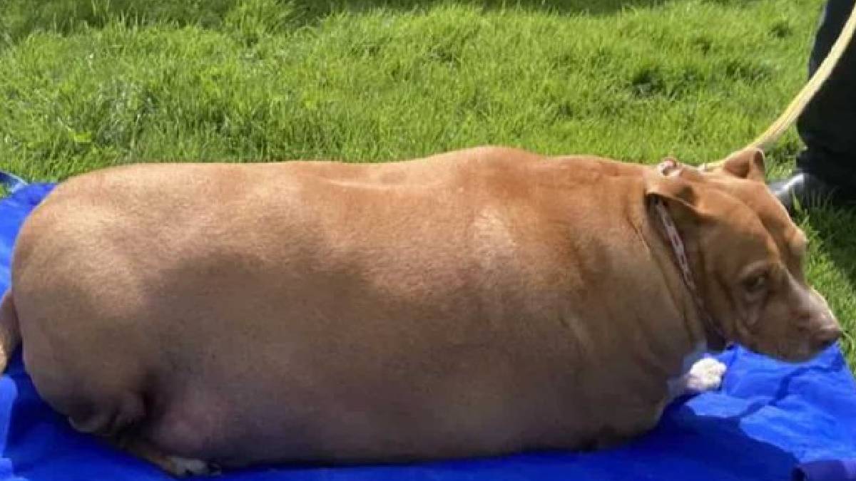 New Zealand dog died due to overfeeding case