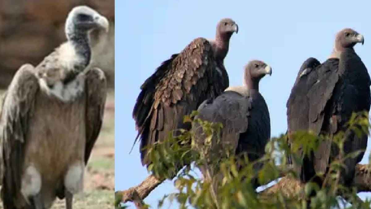 vultures