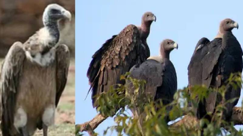 vultures