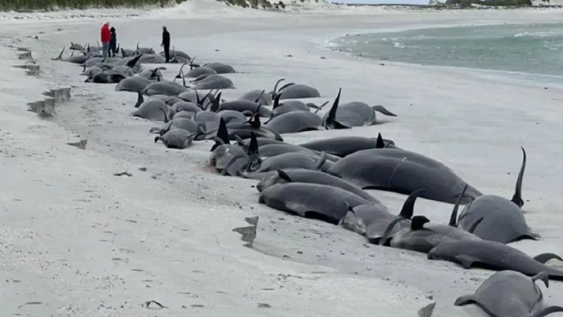 Whales Pilot Death