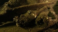 Shipwreck With Champagne Bottles In Baltic Sea