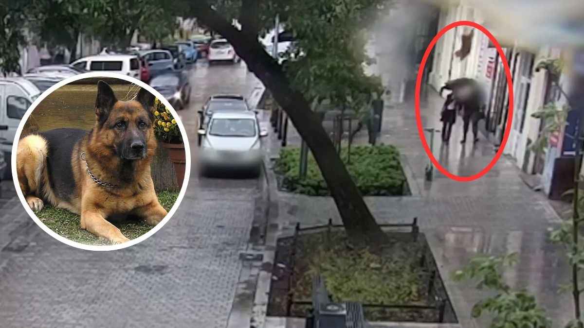 jarman safed dog Viral Video