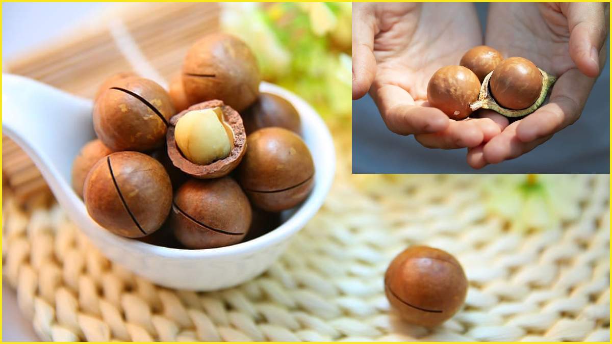 macadamia seeds