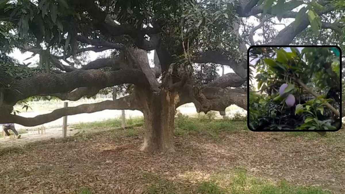 mango tree