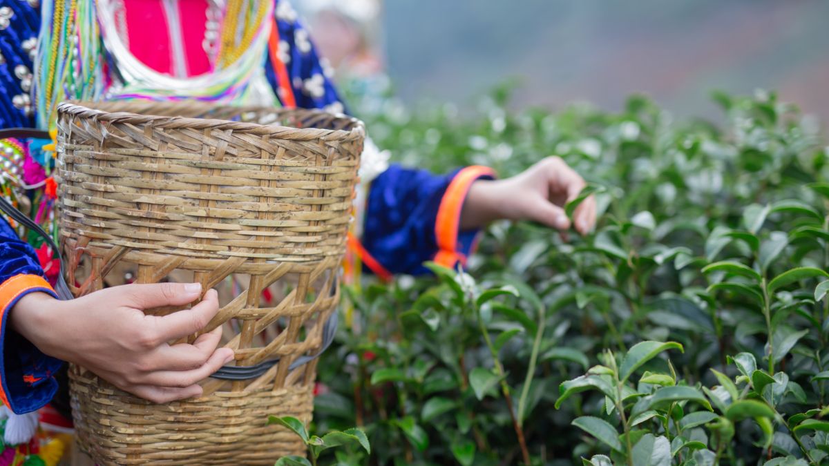 Tea Production 