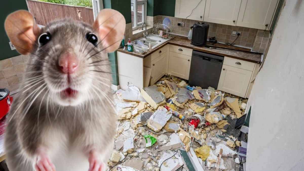 David Hallard mouse