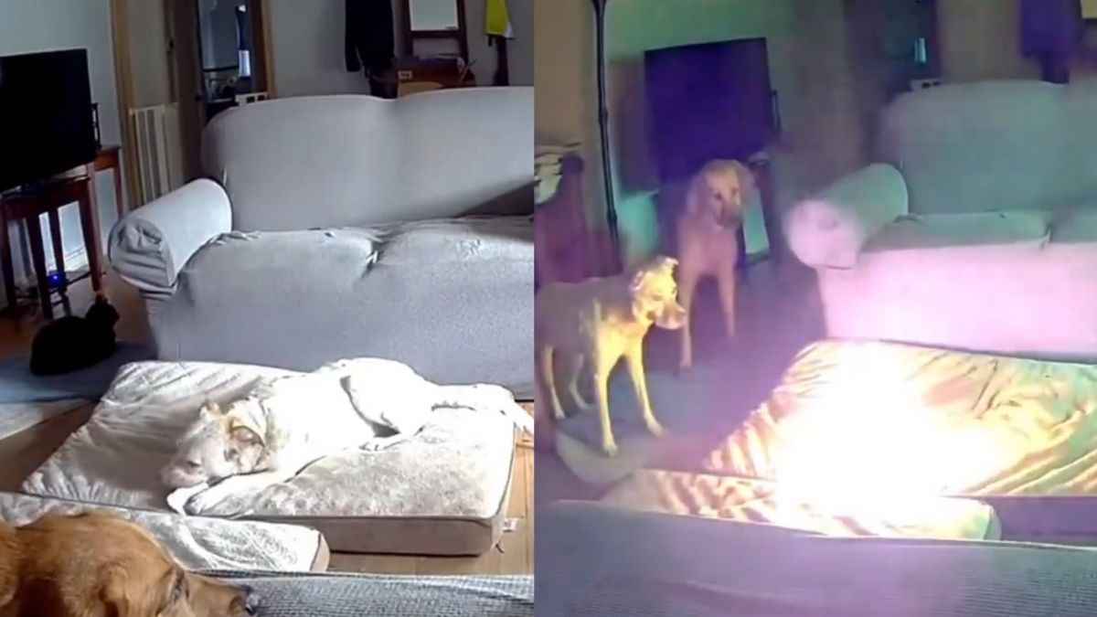 _Dog starts a house fire in Tulsa, Oklahoma after chewing through a portable lithium-ion battery.