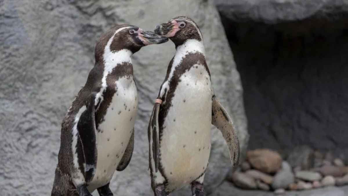 Gay Animals