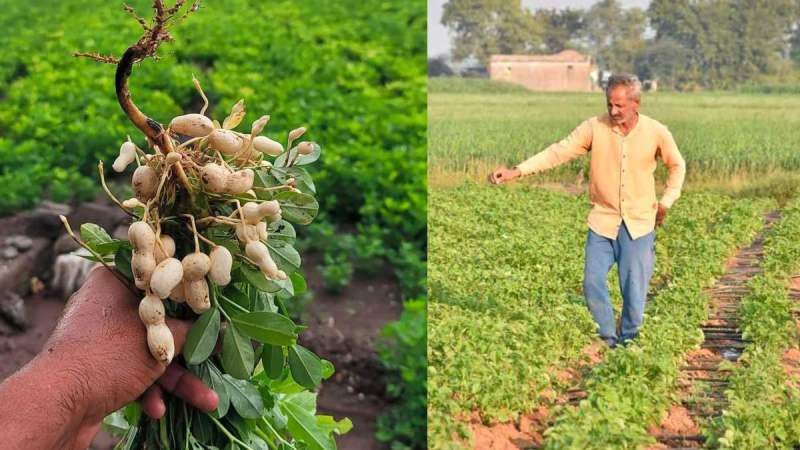 Gujarat Progressive Farmer Success Story