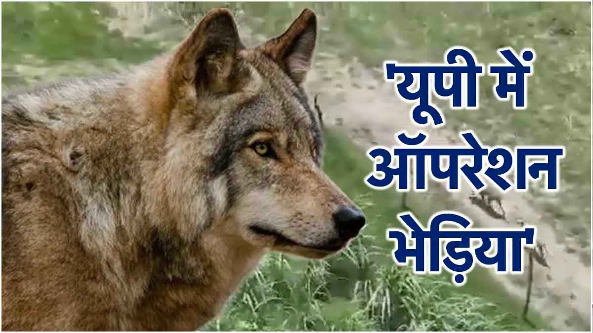 UP के इस जिले में भेड़िए के खिलाफ बिछाया जाल, 5 बच्चों की मौत के बाद एकजुट हुए ग्रामीण