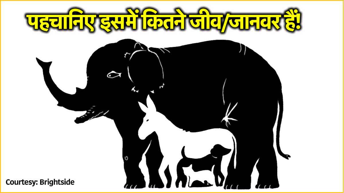 इस इमेज में छिपे हैं कितने जानवर? सिर्फ तेज दिमाग वाले ही दे पाएंगे जवाब
