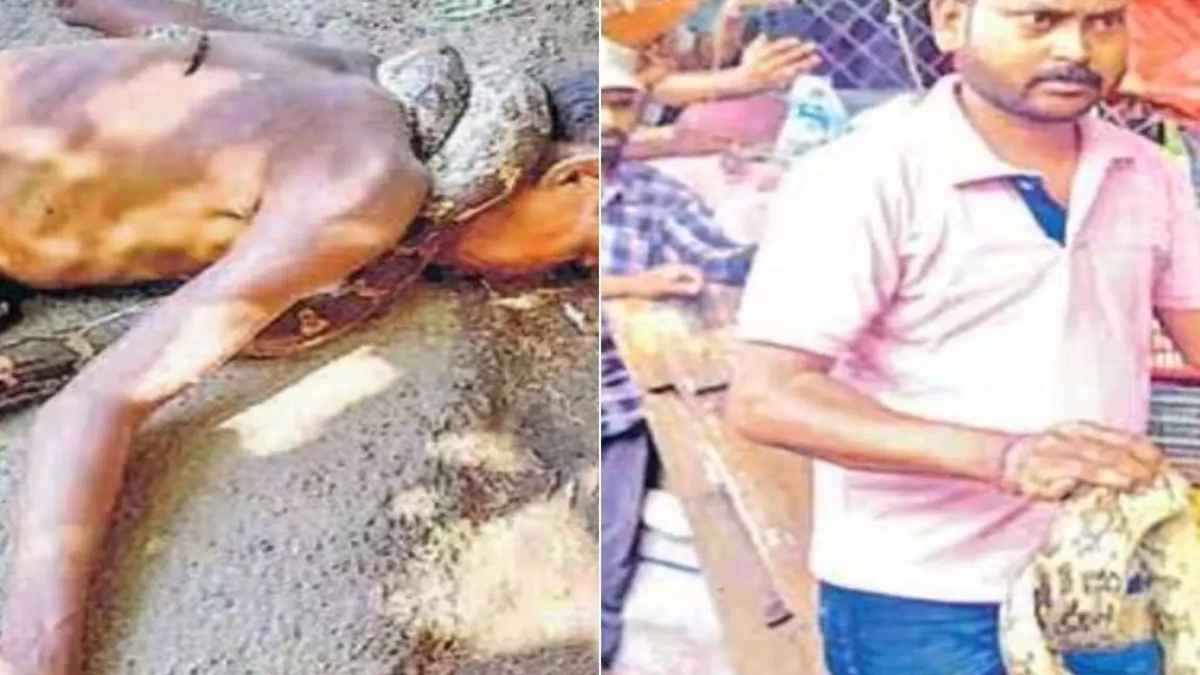 जिस अजगर से कमा रहा था 'रोटी', उसी ने दी मौत, लंबे समय से सांपों को पकड़ रहा था हेमंत
