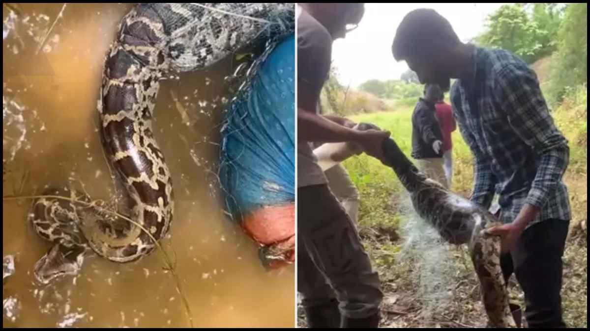 नदी में मछली पकड़ते समय जाल में फंस गया 7 फीट का अजगर, जानें फिर क्या हुआ ?