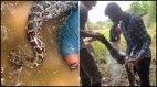 Snake Viral Video