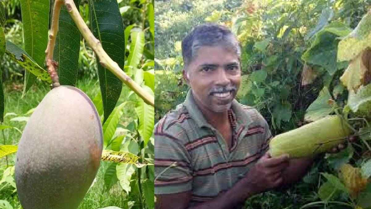 जोसेफ लोबो कौन? भारतीय किसान; जो खेत में उगाते हैं दुनिया का सबसे महंगा आम, कीमत जान उड़ जाएंगे होश