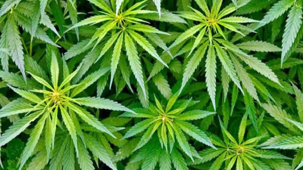 इस देश की खाली सड़कों पर कौन उगा रहा भांग? पुलिस ने किया चौंकाने वाला खुलासा